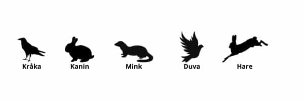 Vanliga djur klass 4